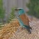 Ghiandaia marina Coracias garrulus. Foto J. Crisalli